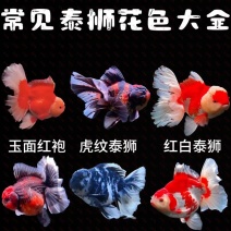 兰寿玛丽泰狮金鱼批发