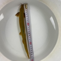 特大泥鳅4-5条一斤