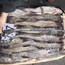 鳕鱼300吨出售