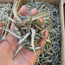 银针鱼，小条银针鱼