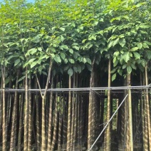 红花风铃木3-18分，基地直销，一手货源，各种规格大量出售