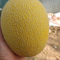 哈密瓜
