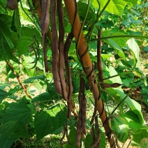 满江红四季豆大量上市，价格美丽