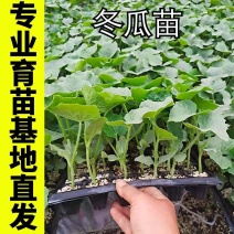冬瓜秧苗穴盘苗发货根系发达易成活抗病害高产苗