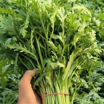 大棚精品茼蒿，需要可以咨询联系我排单收割