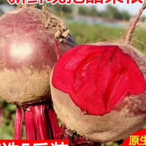 新鲜采摘四季现拔新鲜有机甜菜根甜菜头红菜头甜菜根甜菜头