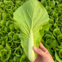 黑叶白青菜/产区直发/货源充足/大量现货/新鲜直发