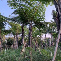 2604花场供应董棕假植苗大型棕榈树