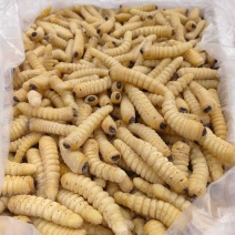大哈虫，木虫