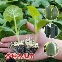 冬瓜秧苗穴盘苗发货根系发达易成活抗病害高产苗