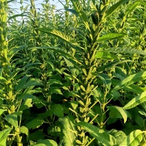 矮脚霸王鞭芝麻种子中早熟杂交一代白芝麻种子茎秆粗壮不倒伏