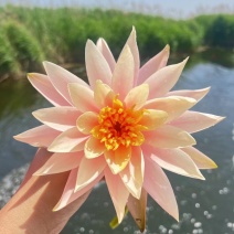 睡莲苗批发河道池塘湿地绿化水生挺水植物净化水质