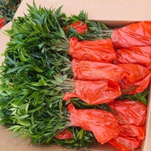 竹柏平安竹网红驱蚊竹可水培植物