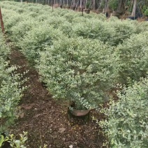 花叶女贞，，，80高，基地直销，量大价优