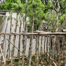 串钱柳。4-5公分？普宁苗木基地直供
