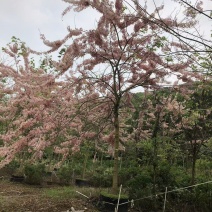 2604花场供应全冠花旗木15-20cm泰国樱花