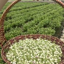 花蕾干