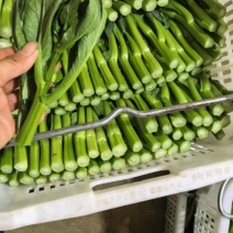 精品菜心