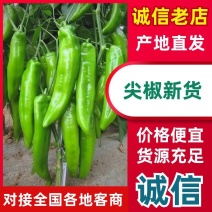 【荐】鲜辣椒大量上市精品尖椒市场货通货规格齐全