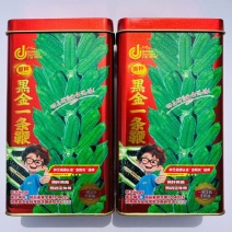 黑金一条鞭芝麻种子中早熟杂交黑芝麻种子黄杆黄朔抗倒伏产量