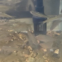 活马口鱼
