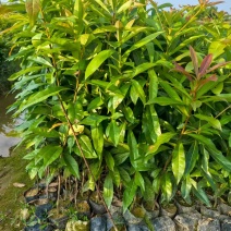 木荷