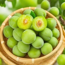 酸梅苗青梅苗酸梅实生苗青梅实生苗