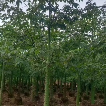 美丽异木棉，5～8公分各种规格，量大低价出售