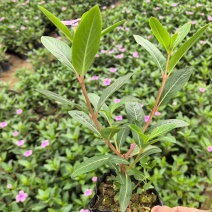 长春花🌸七斤袋，产地直销，