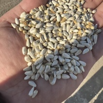 哈萨克斯坦精品红花籽
