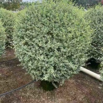银姬小蜡球50-150高，基地直销，一手货源，大量低价出售