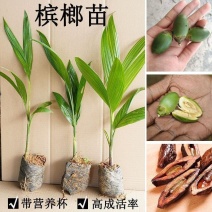 正宗海南槟榔苗槟榔子树亚热带热带水果树苗带营养杯带叶发货