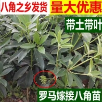 正宗广西八角嫁接苗批发高产矮化果大罗马东荣二妞八角树苗