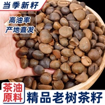湖南凤凰县高山茶籽、颗粒饱满、产地直发。