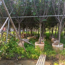 樱花，5-6-7公分，普宁苗木基地直供