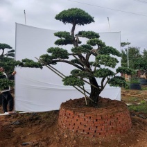 造型松造型树造型罗汉松基地直供量大从优成活高