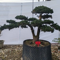 造型松盆景罗汉松基地直供自家苗圃价格实惠联系订