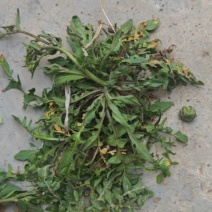 荠菜
