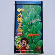 白芝麻种籽矮脚霸王鞭芝麻种子单杆型八棱芝麻高出油芝麻种