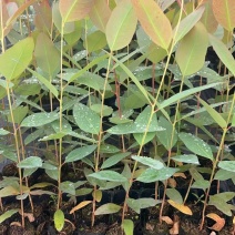 【免费提供种植技术】优质桉树苗4533百亩苗木基地现挖先发