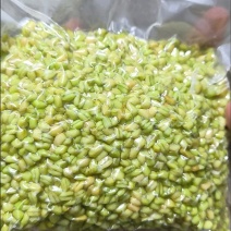 青麦仁