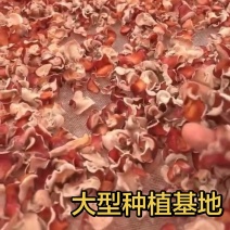 【推荐】2026年精品粉木耳贵妃木耳产地直销一手货源