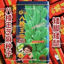 八棱王白芝麻种子矮脚矮腿早熟三黄芝麻种籽春夏播产量高芝麻