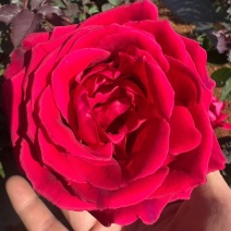 出售墨红玫瑰花，鲜花，可以泡酒，泡玫瑰醋等等，