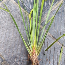 湘西野生石菖蒲种苗联系我电话和微***********