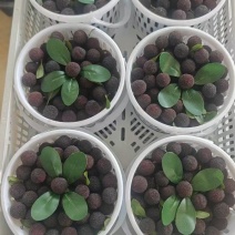 云南石屏荸荠杨梅大量接单产地直发量大从优欢迎来电