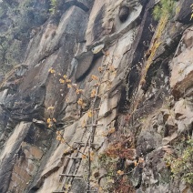纯野生悬崖蜜