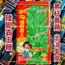 矮脚霸王鞭芝麻种子原种低腿黄杆黄蒴白芝麻种子高产抗病芝麻