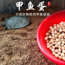 甲鱼蛋