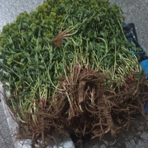 纯野生猫眼草。